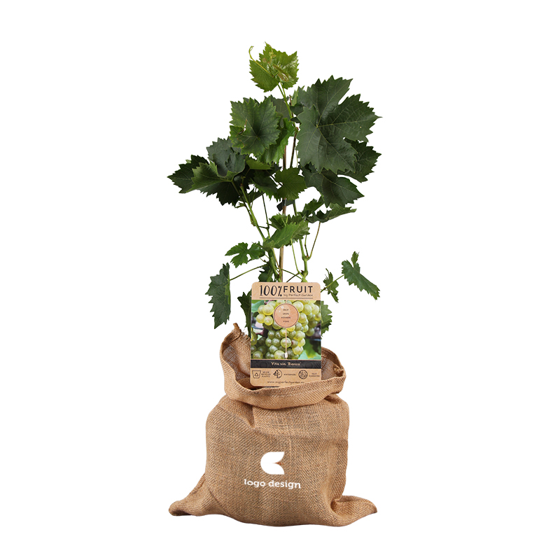 Druivenstruik